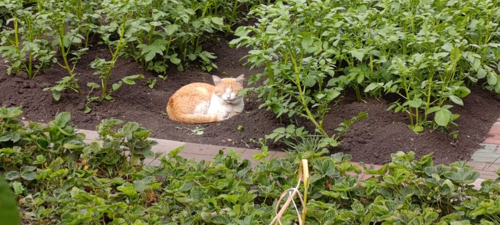 Кот Стёпка